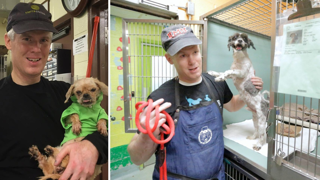 Il toilette des chiens de refuge bénévolement pour les aider à trouver une nouvelle famille