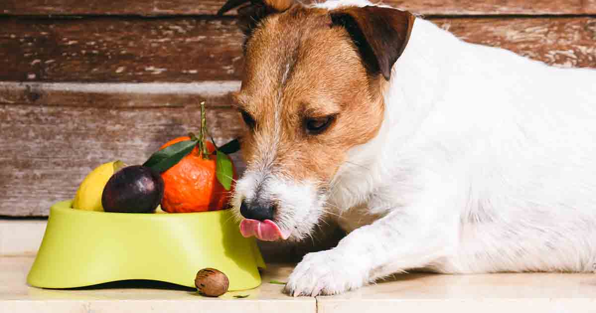 Les meilleurs fruits et légumes pour nourrir votre chien