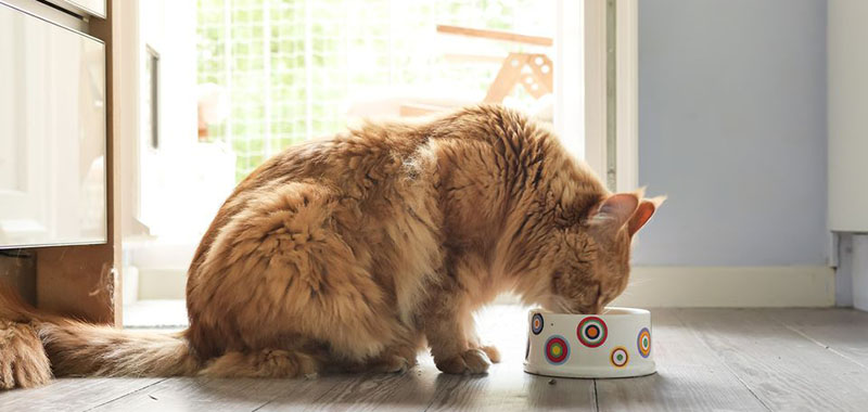 Alimentation chez le chat âgé : Conseils et plan diététique