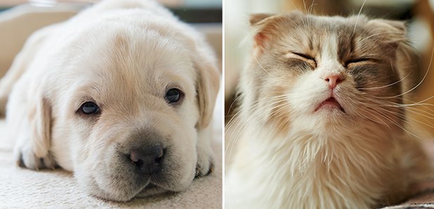 Fièvre des chiens et des chats : comment la faire baisser ? comment la diagnostiquer ? que faire ?