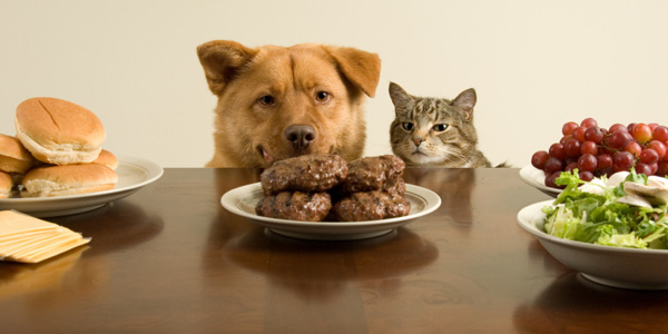 8 Aliments qu’il ne faut surtout pas donner aux chats et aux chiens