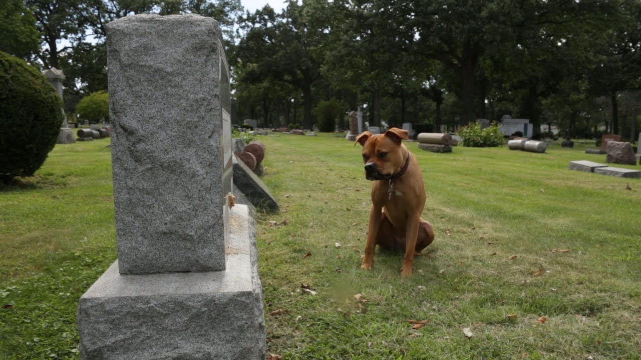 Pourquoi certains chiens restent-ils sur la tombe de leurs propriétaires ?