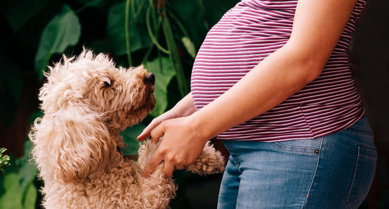 Un chien peut-il détecter une grossesse chez la femme enceinte ?