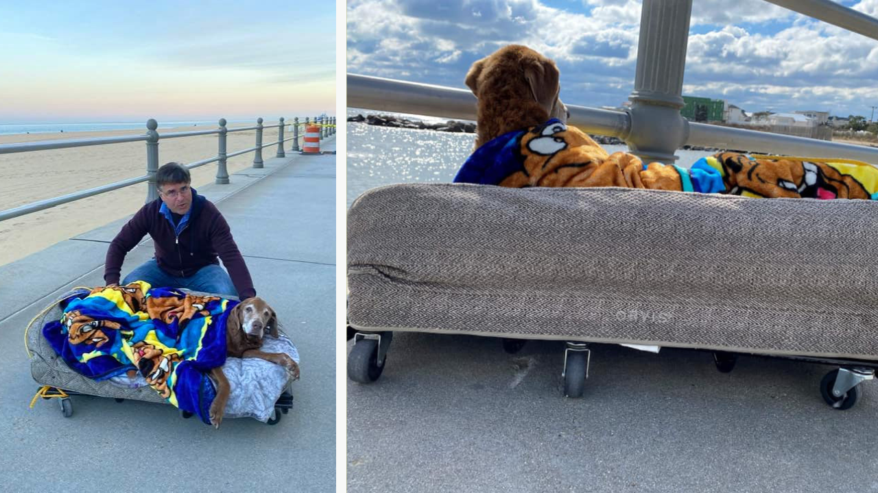 Un homme construit un lit sur roulettes à son chien vieillissant afin qu’il profite de ses derniers jours