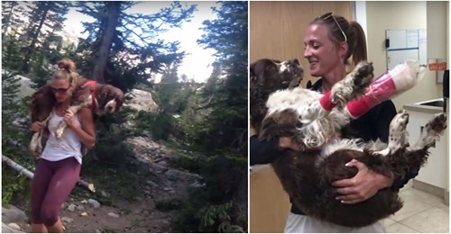 Une randonneuse découvre un chien blessé dans la montagne et le transporte pendant 10 kilomètres