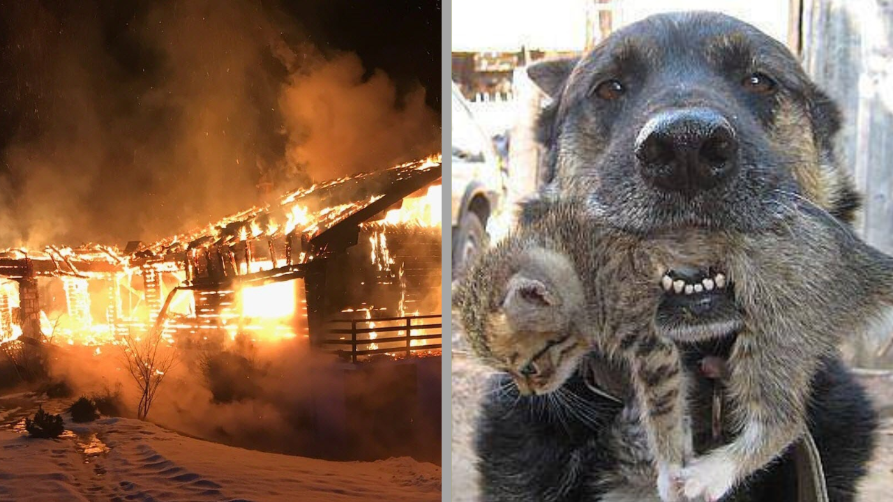 Un Berger Malinois risque sa vie pour sauver celle du chaton de la famille pris au piège dans l’incendie de leur maison