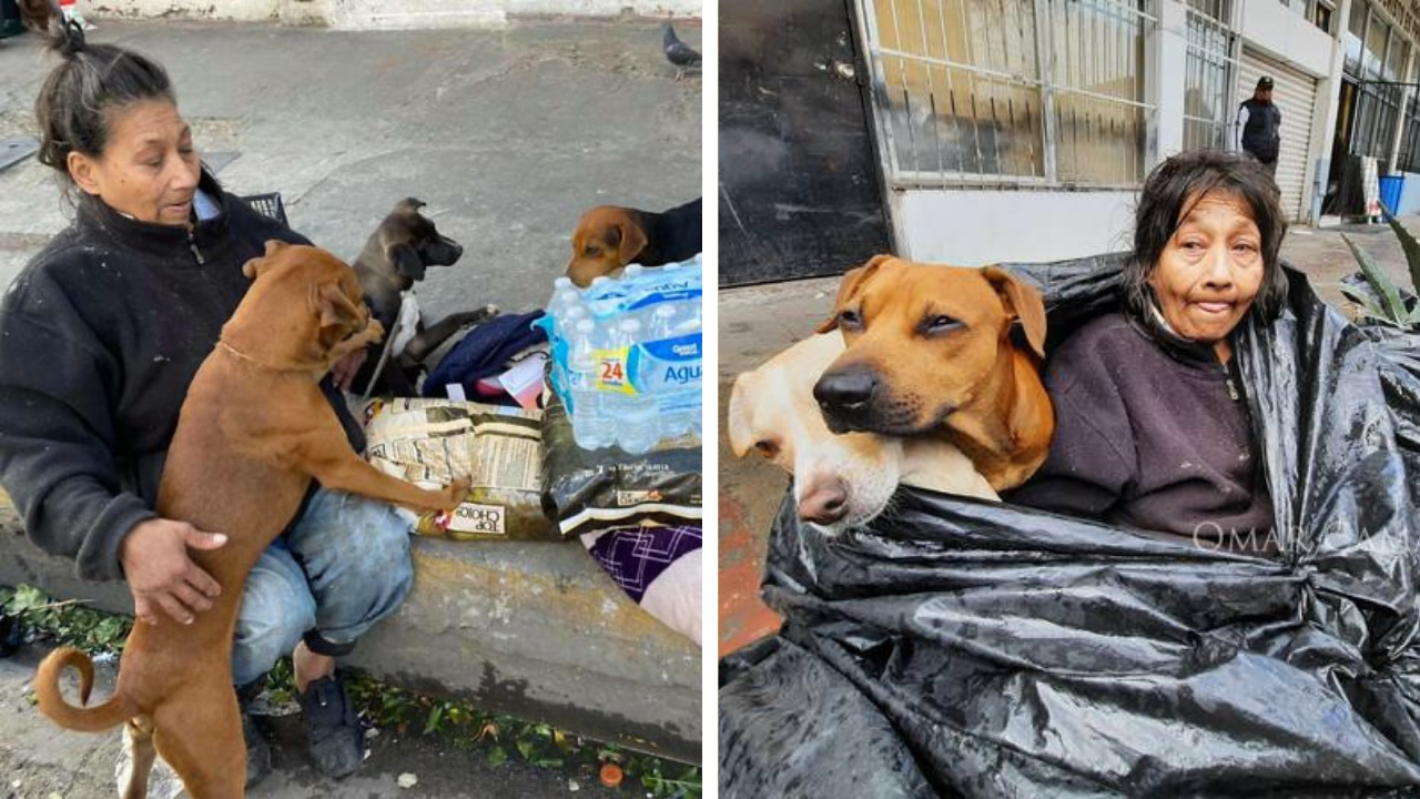 Une femme sans-abri découverte avec ses 6 chiens dans un sac poubelle refuse d’aller dans un refuge si ses animaux ne sont pas acceptés