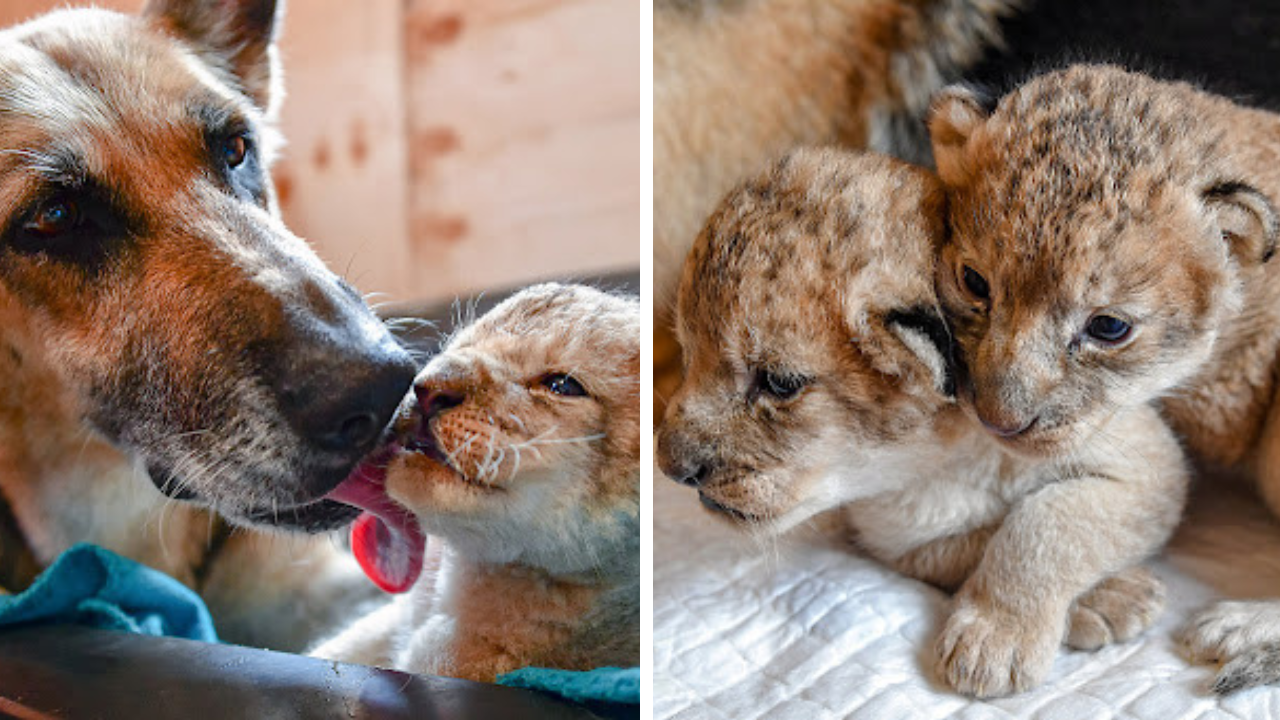 Cette chienne Berger Allemand adopte deux lionceaux qui avaient été rejetés par leur mère