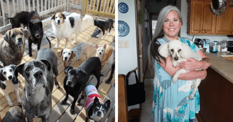 Une femme transforme son domicile en hospice pour accueillir les animaux et s’occupe désormais de 80 chiens âgés
