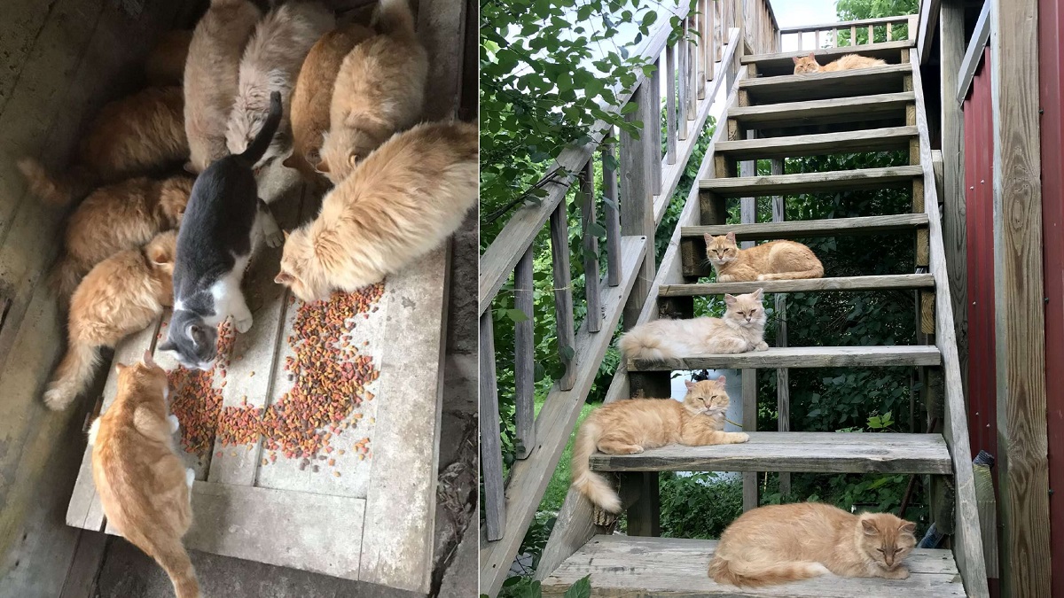 Un couple a acheté une nouvelle maison avec 16 chats à l’intérieur et les a tous adoptés
