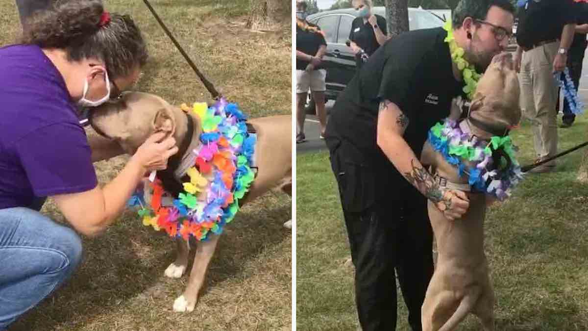 Un chien qui a passé 500 jours dans le refuge a été adopté et reçoit une fête émouvante